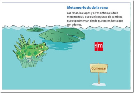 Metamorfosis de la rana