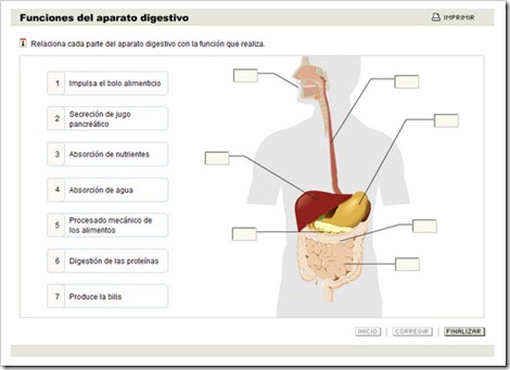Funciones del aparto digestivo