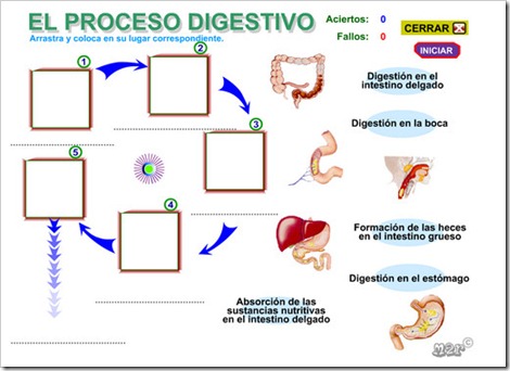 El proceso digestivo