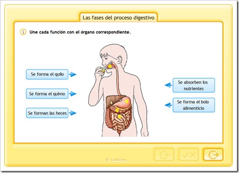 Fases del proceso digestivo