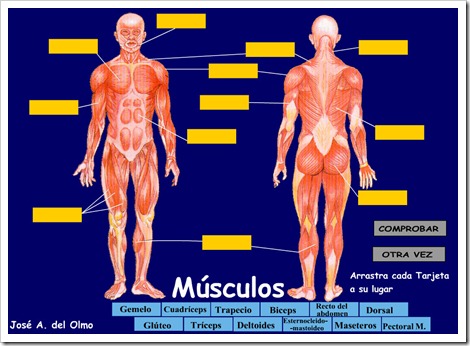 Los_Músculos