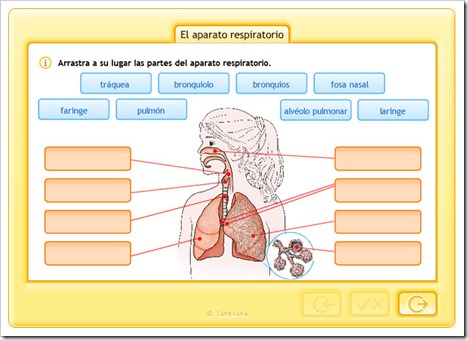 Resultado de imagen para actividades para trabajar el sistema respiratorio en segundo grado