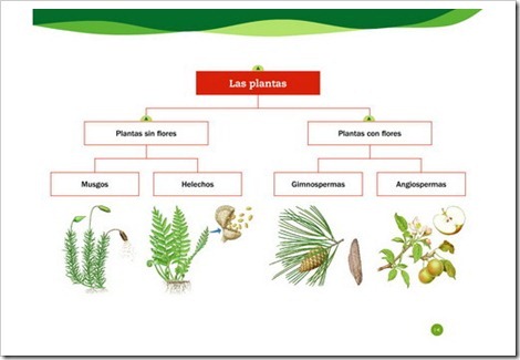 clasificación de las plantas[3]