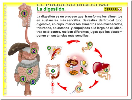 El proceso digestivo