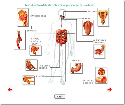 Láminas interactivas Aparato Digestivo