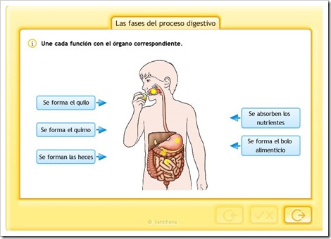Fases del proceso digestivo